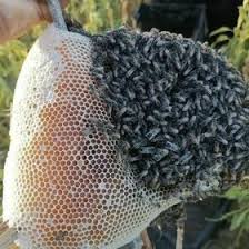 قیمت عسل کوهستانی اردبیل نقطه صفر